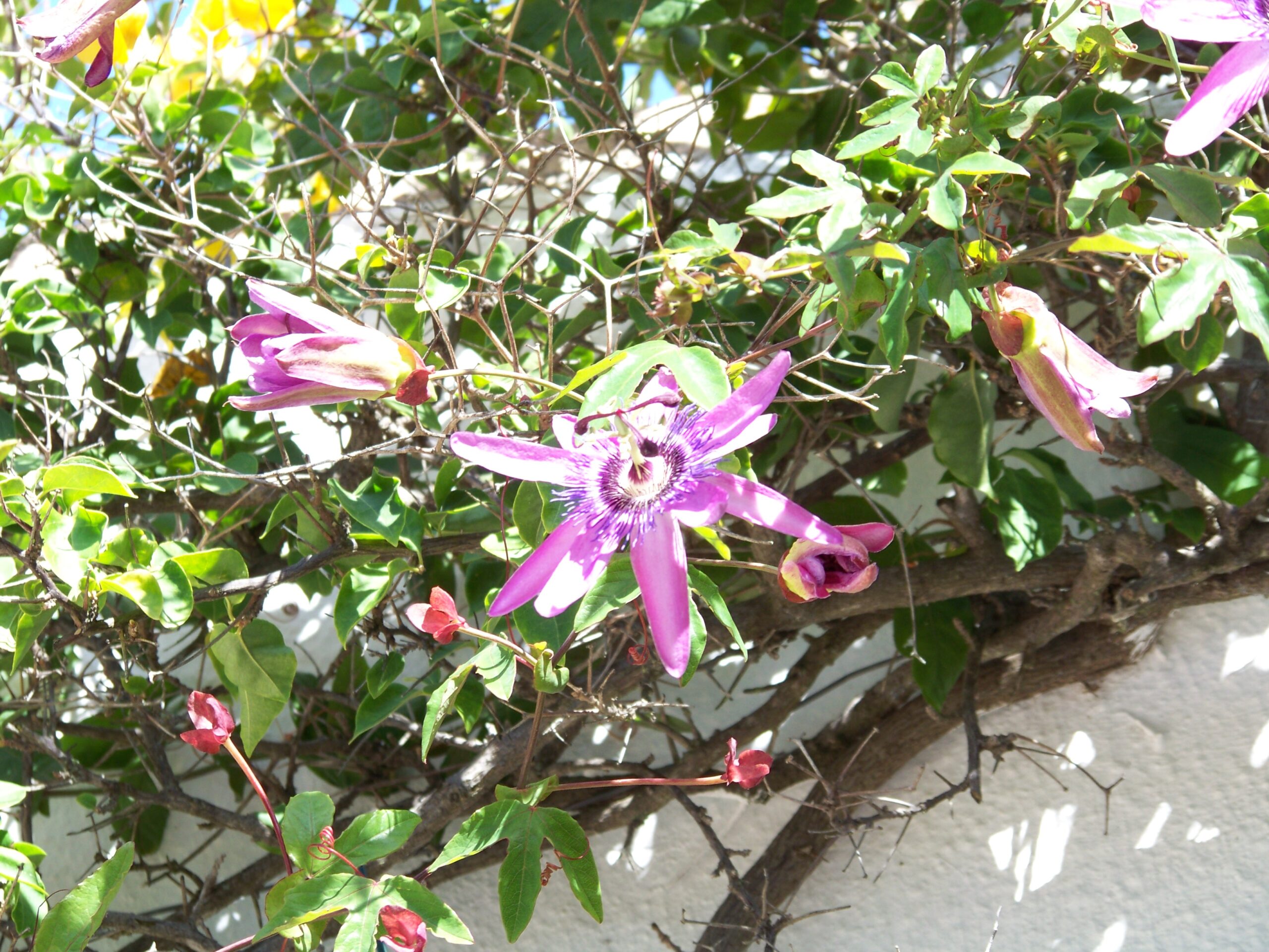 Garten des Castelo do Mar, Carvoeiro