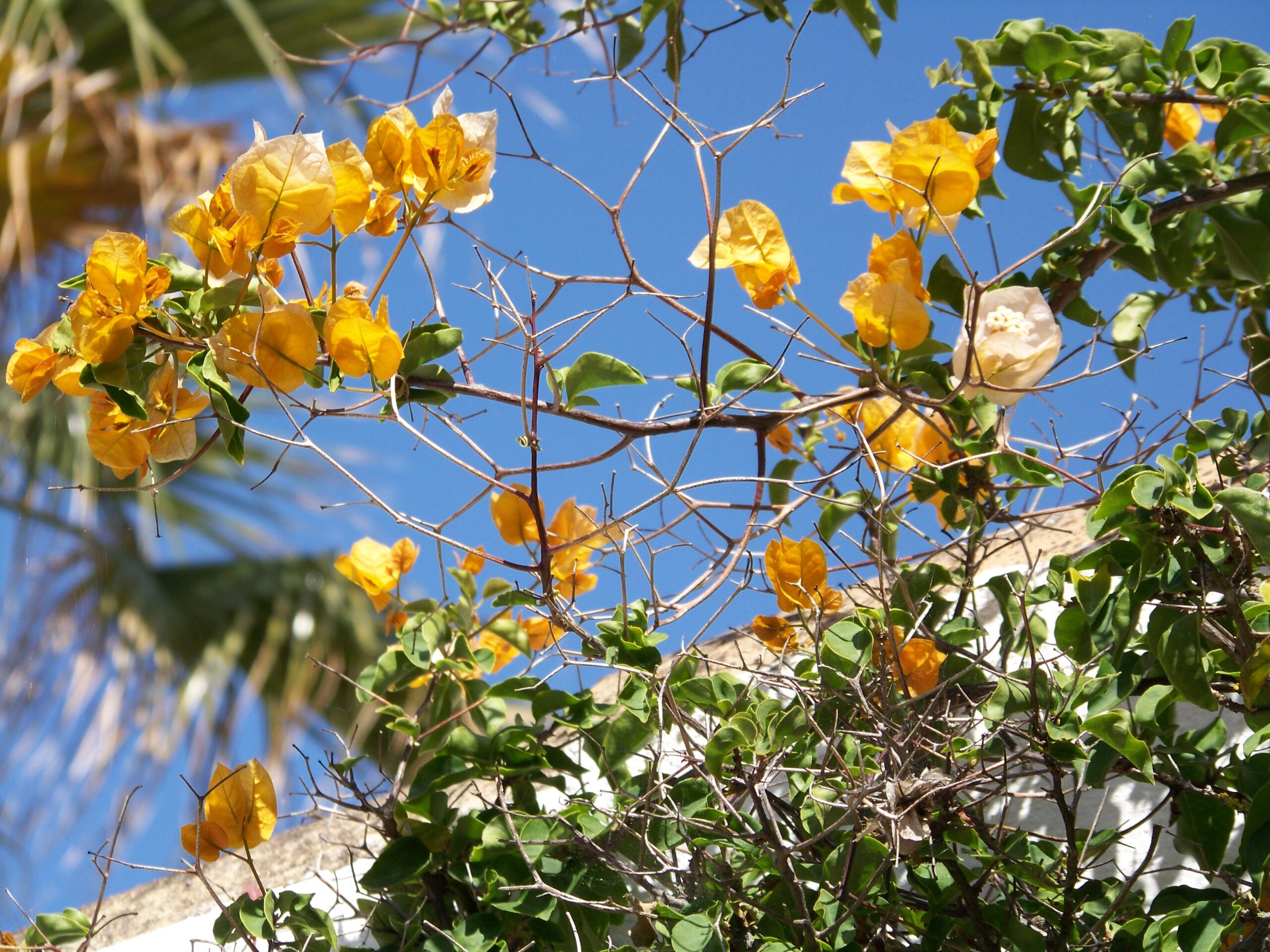 Garten des Castelo do Mar, Carvoeiro