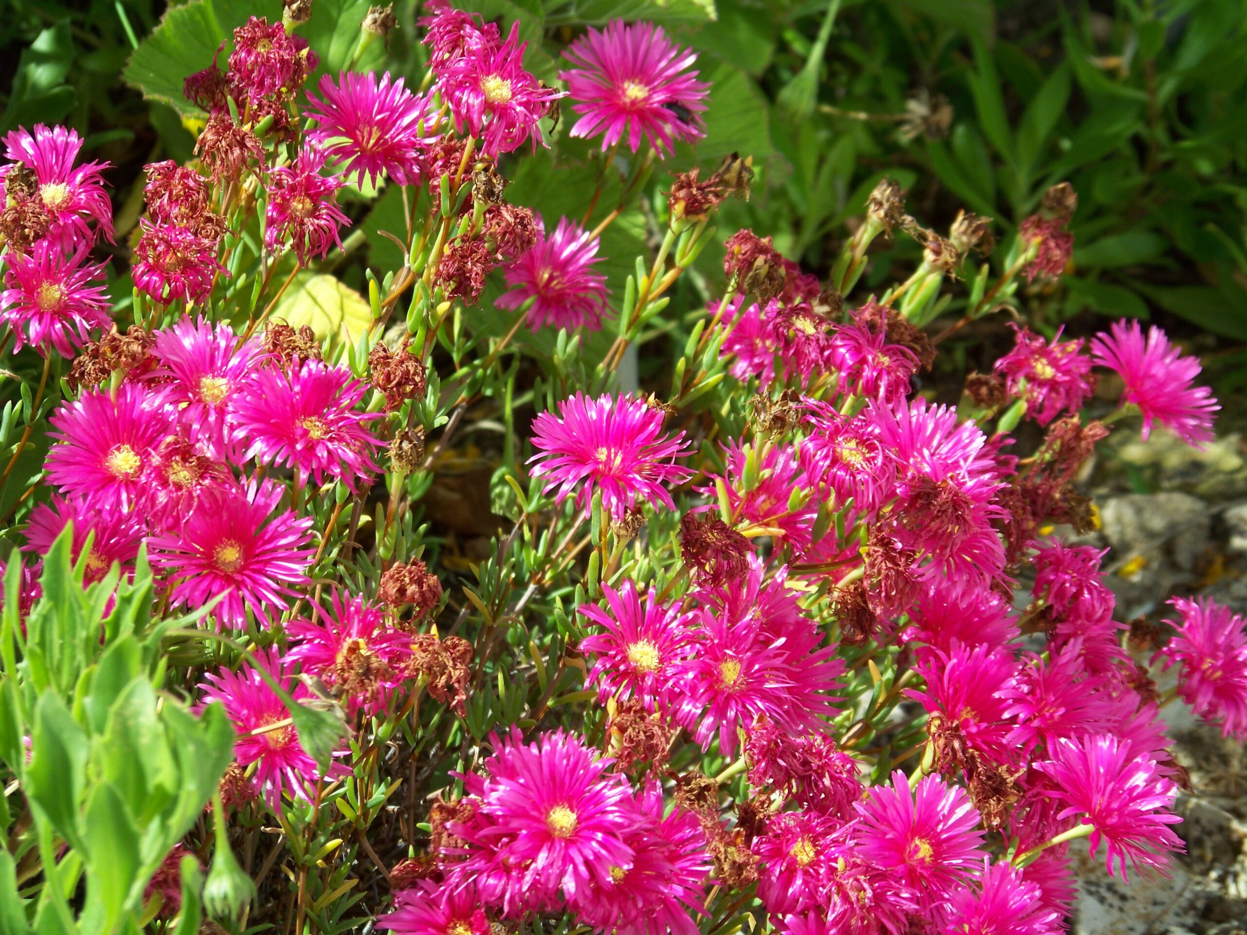 Garten des Castelo do Mar, Carvoeiro