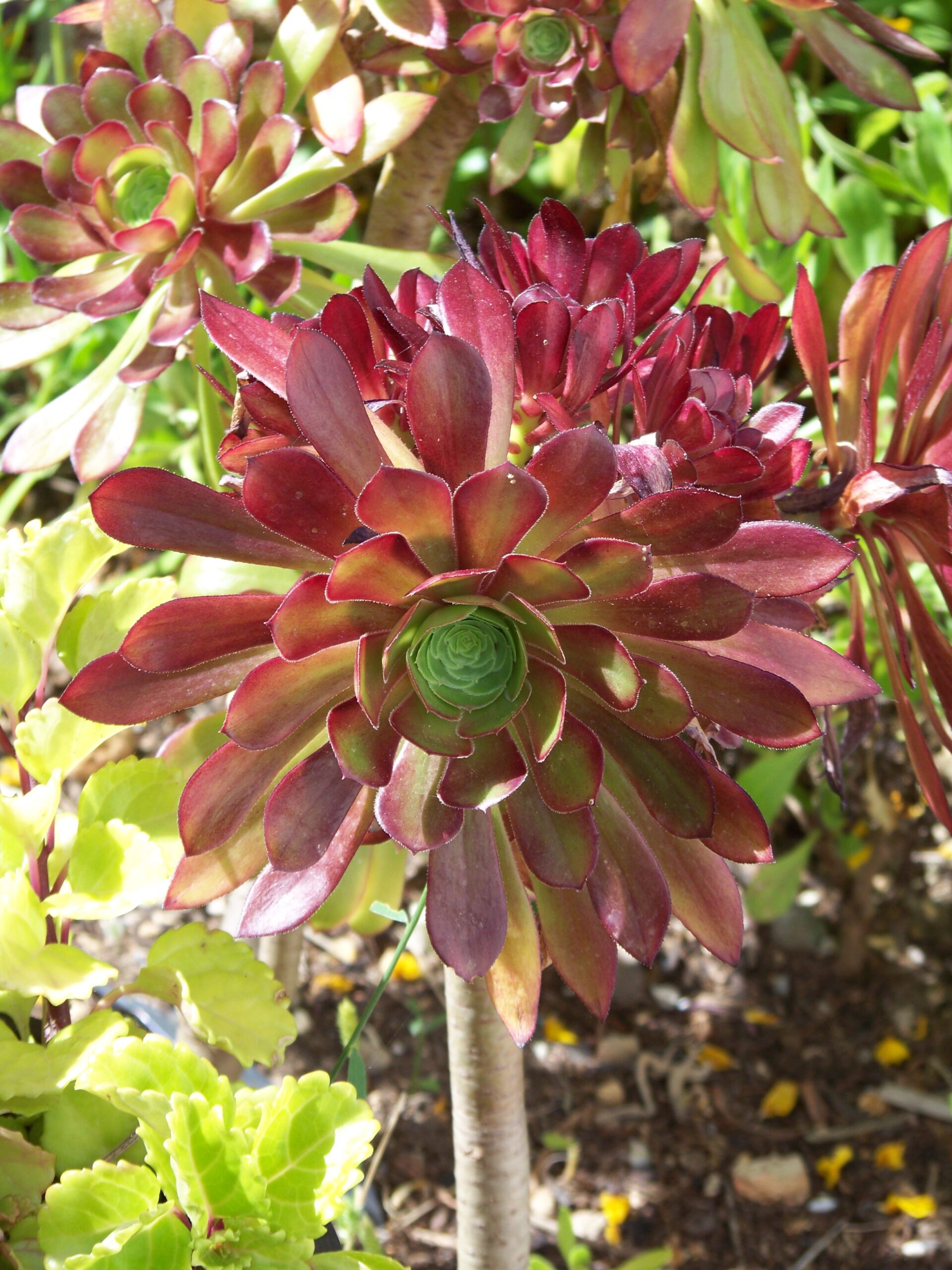 Garten des Castelo do Mar, Carvoeiro