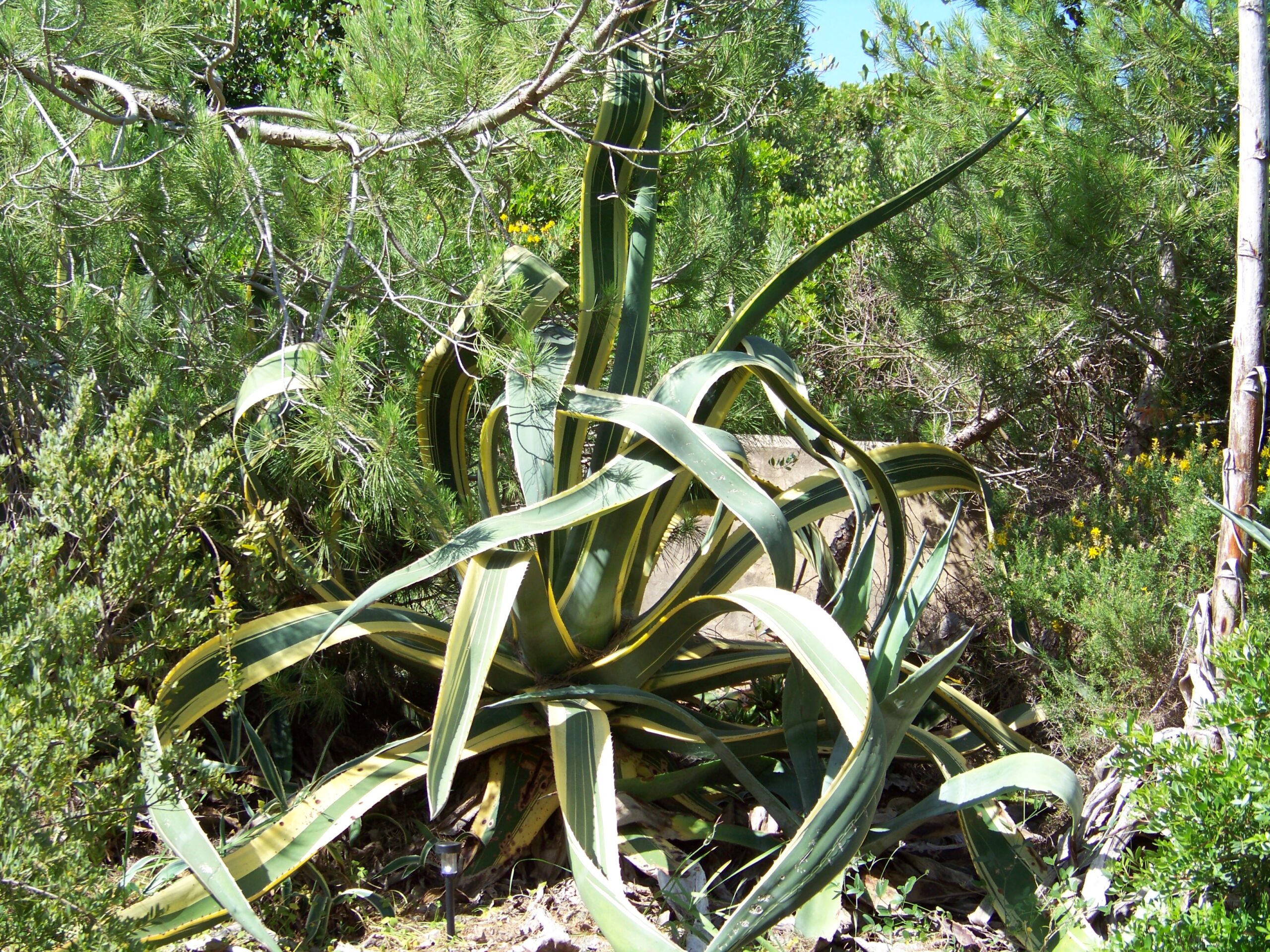 Garten des Castelo do Mar, Carvoeiro