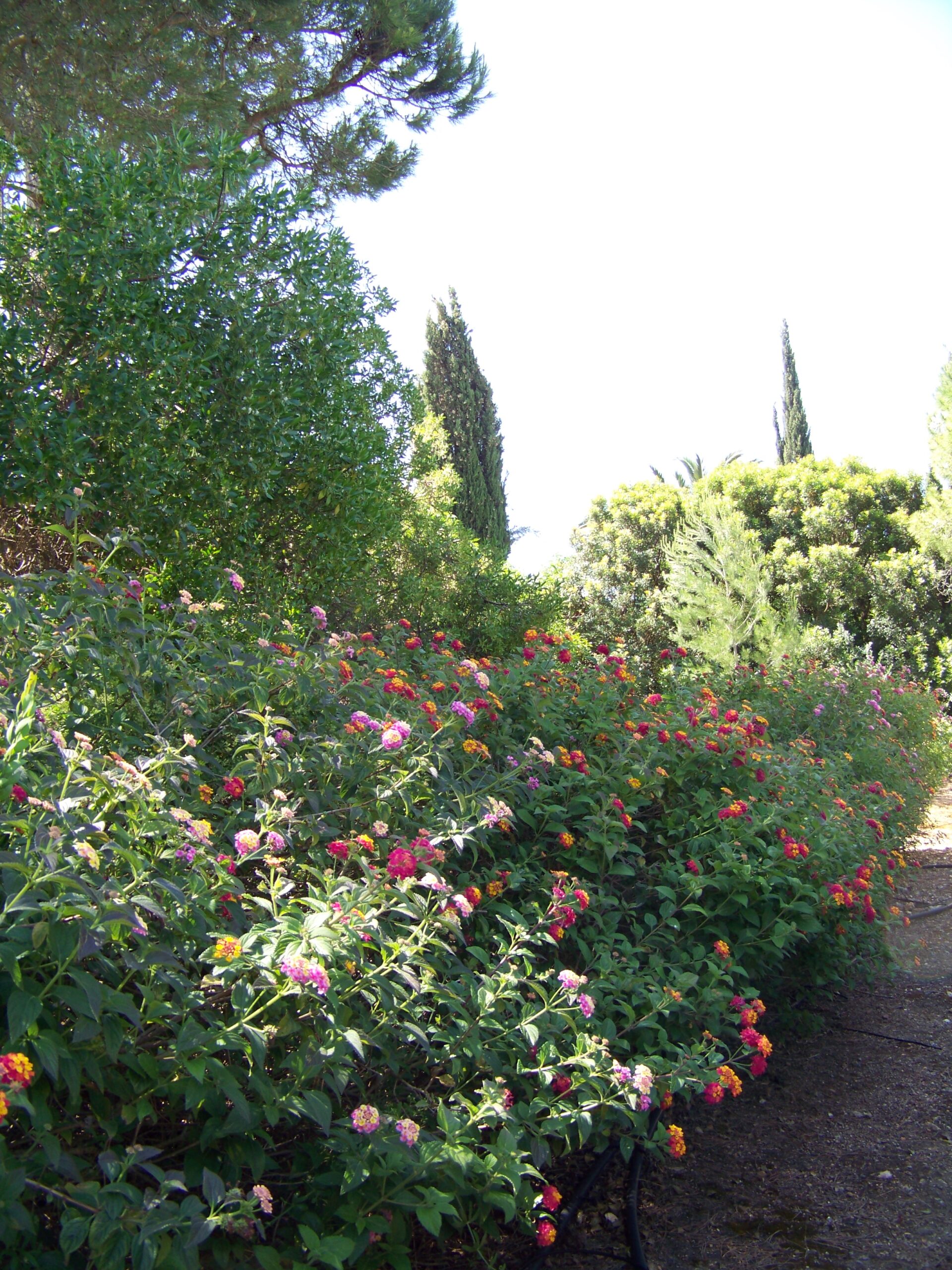 Garten des Castelo do Mar, Carvoeiro