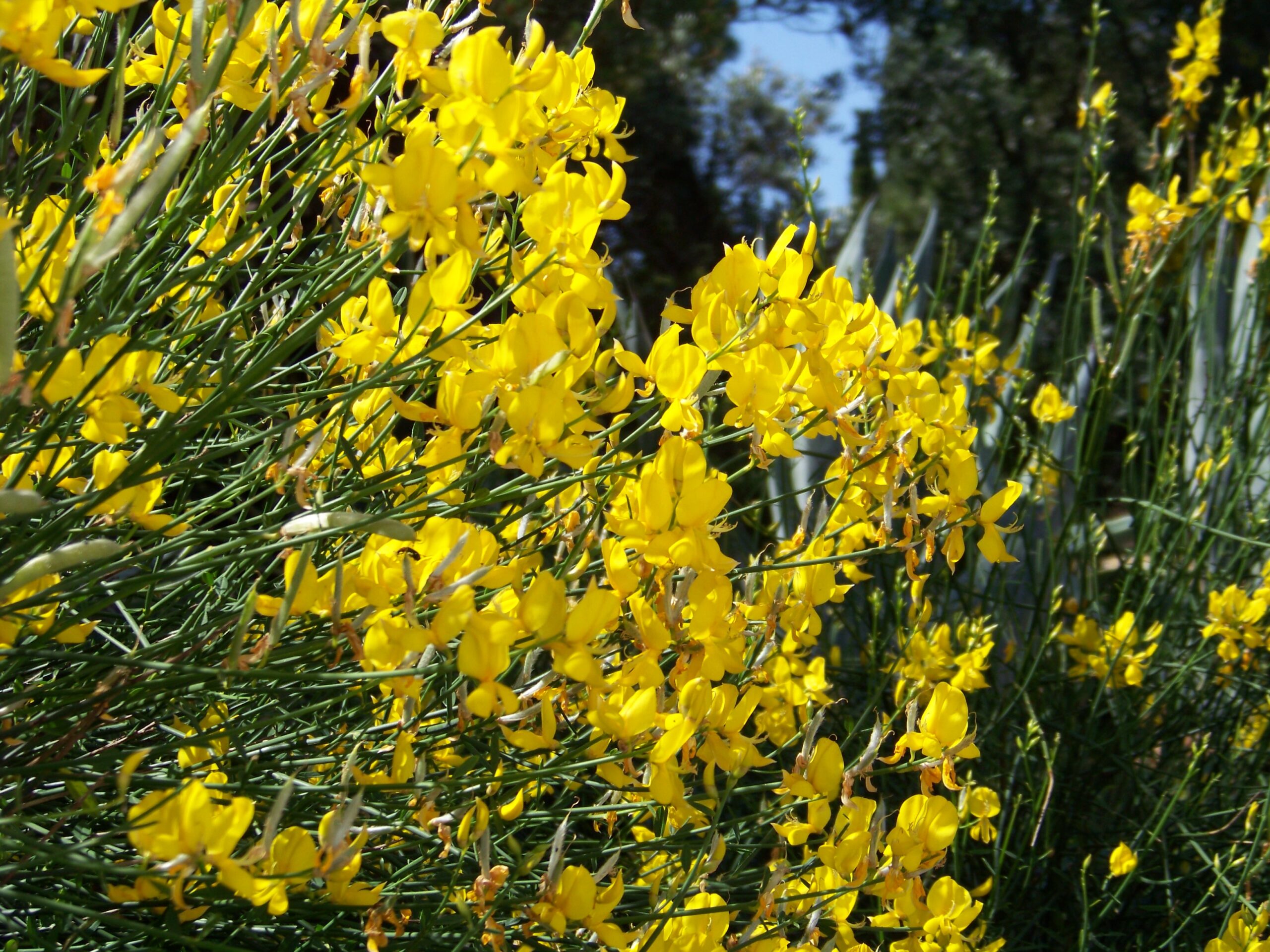 Garten des Castelo do Mar, Carvoeiro