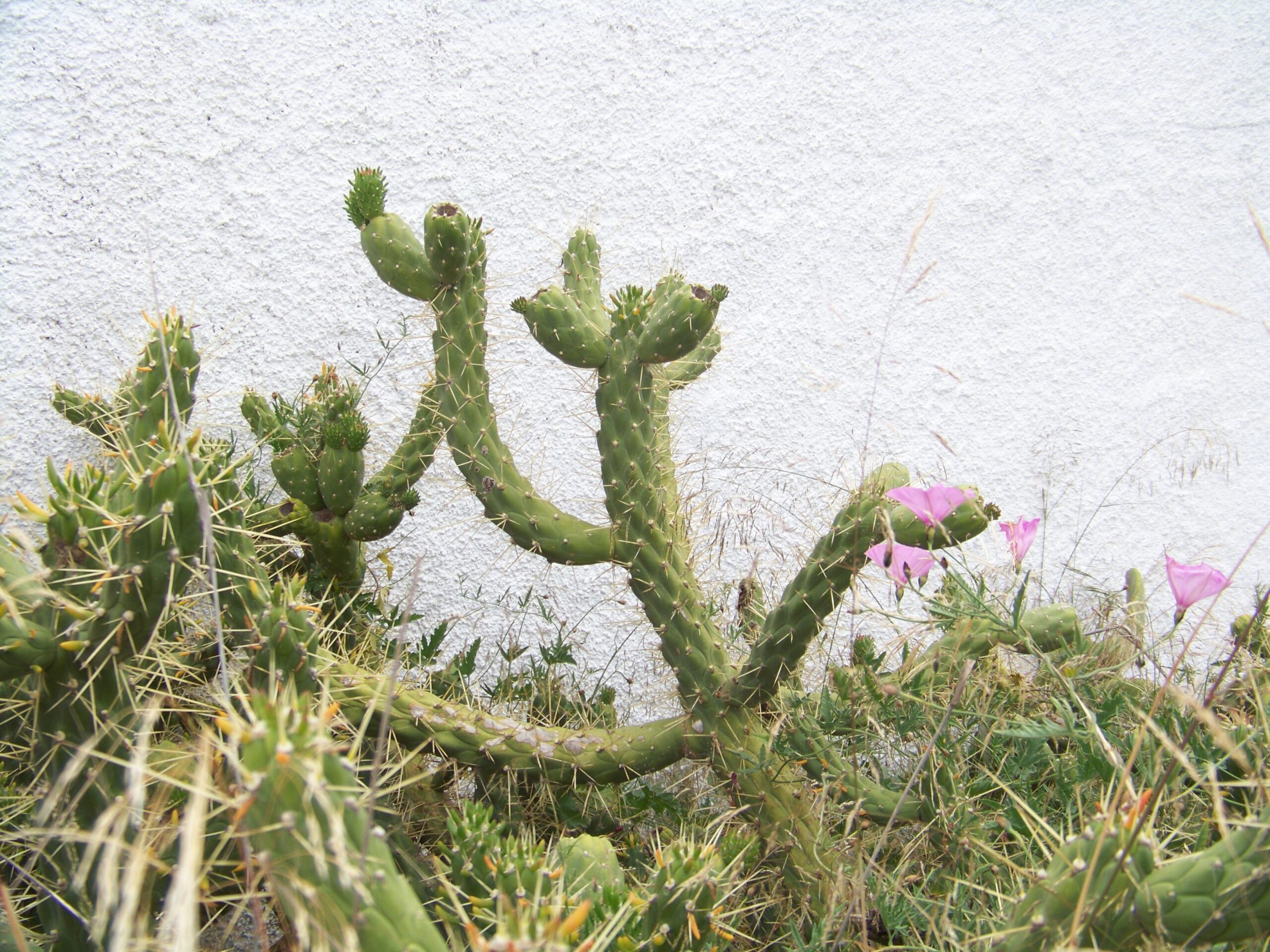 Garten des Castelo do Mar, Carvoeiro