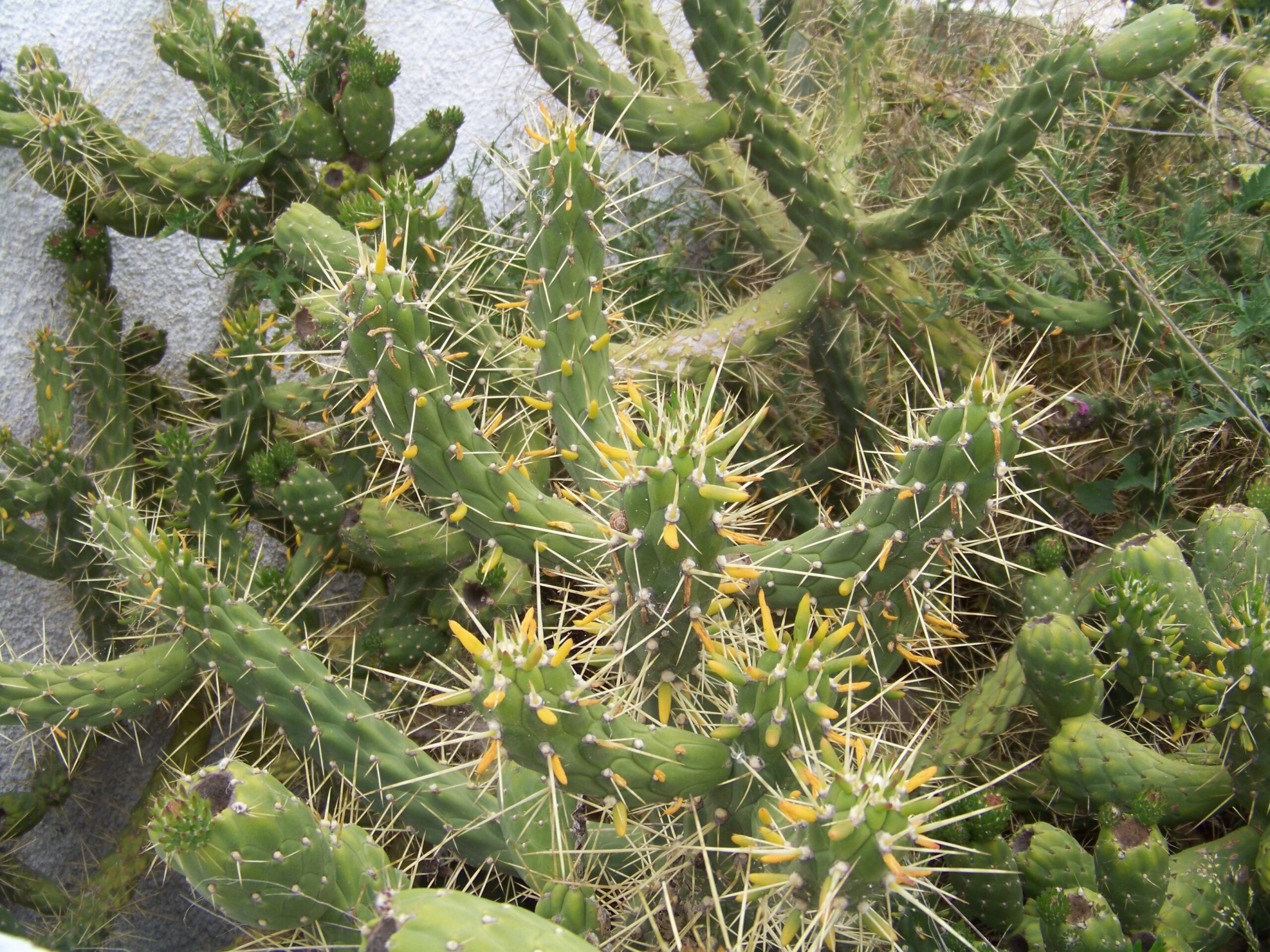 Garten des Castelo do Mar, Carvoeiro